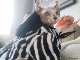 Sphynx cats Sphynx Cats for sale - Advert 3