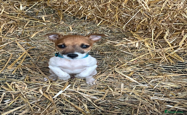 Jack Russell dogs - Advert 2
