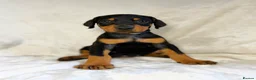 Dobermann dogs for sale: READY NOW- Outstanding KC Dobermann Pups🇧🇷 - Advert 26