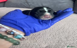 English Springer Spaniel dogs for sale: English springer spaniel.Ready to leave 21/11/25 - Image 8