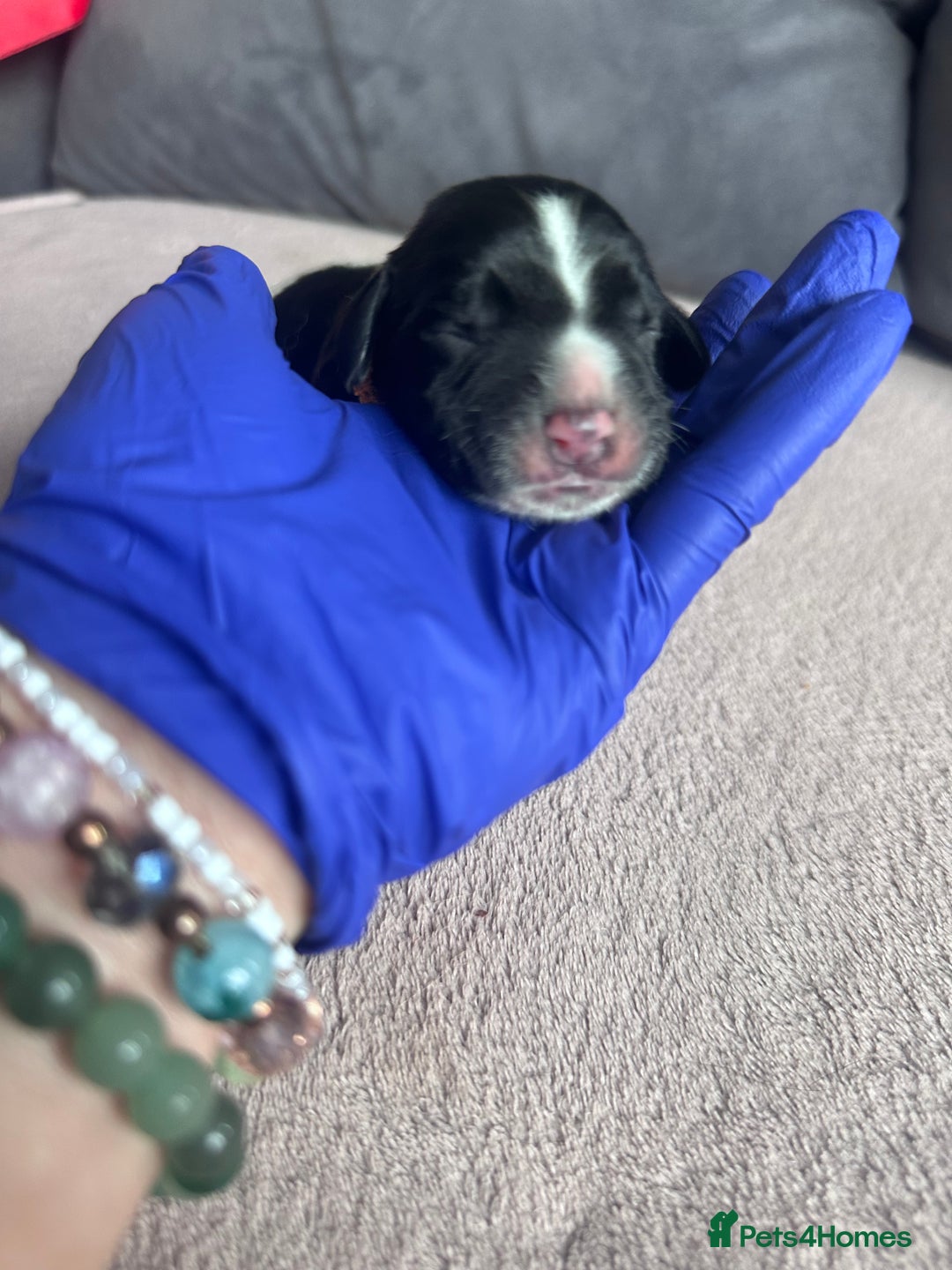 English Springer Spaniel dogs for sale: English springer spaniel.Ready to leave 21/11/25 - Image 8