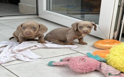 Dachshund dogs for sale: Dachshund mini puppies  - Image 7