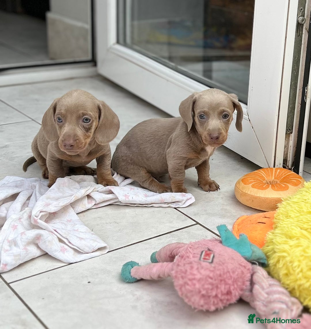 Dachshund dogs for sale: Dachshund mini puppies  - Image 7
