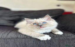 Ragdoll cats for sale: Beautiful Ragdoll Kittens - Image 3