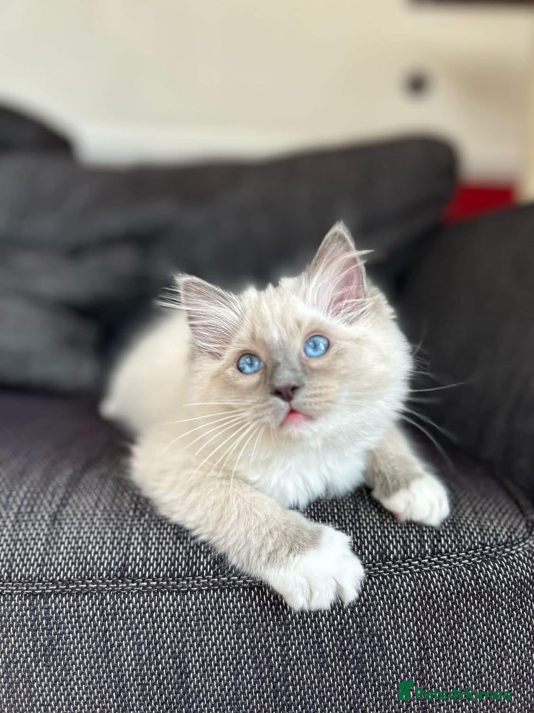 Ragdoll cats for sale: Beautiful Ragdoll Kittens - Image 3