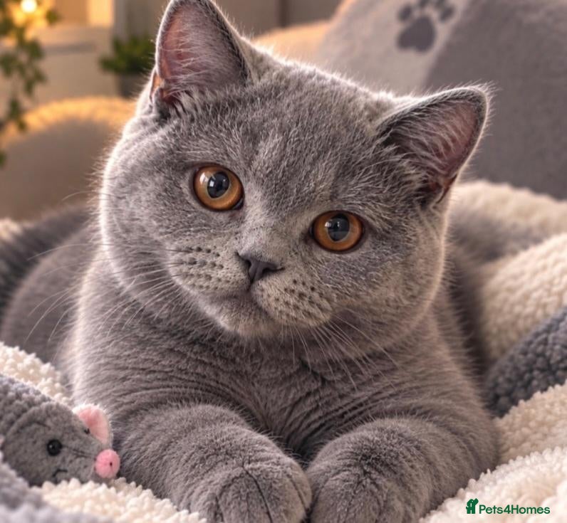 British Shorthair cats 💙 GCCF Registered Blue British Shorthair Boy 💙 - Advert 17