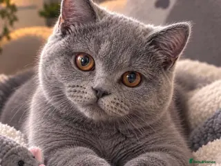 British Shorthair cats 💙 GCCF Registered Blue British Shorthair Boy 💙 - Advert 17