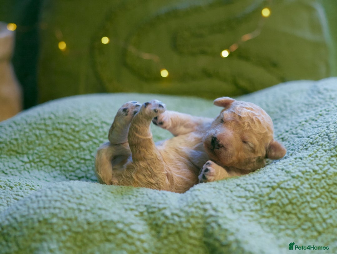 Goldendoodle dogs for sale: Exceptional Medium Goldendoodle pups for sale - Advert 6