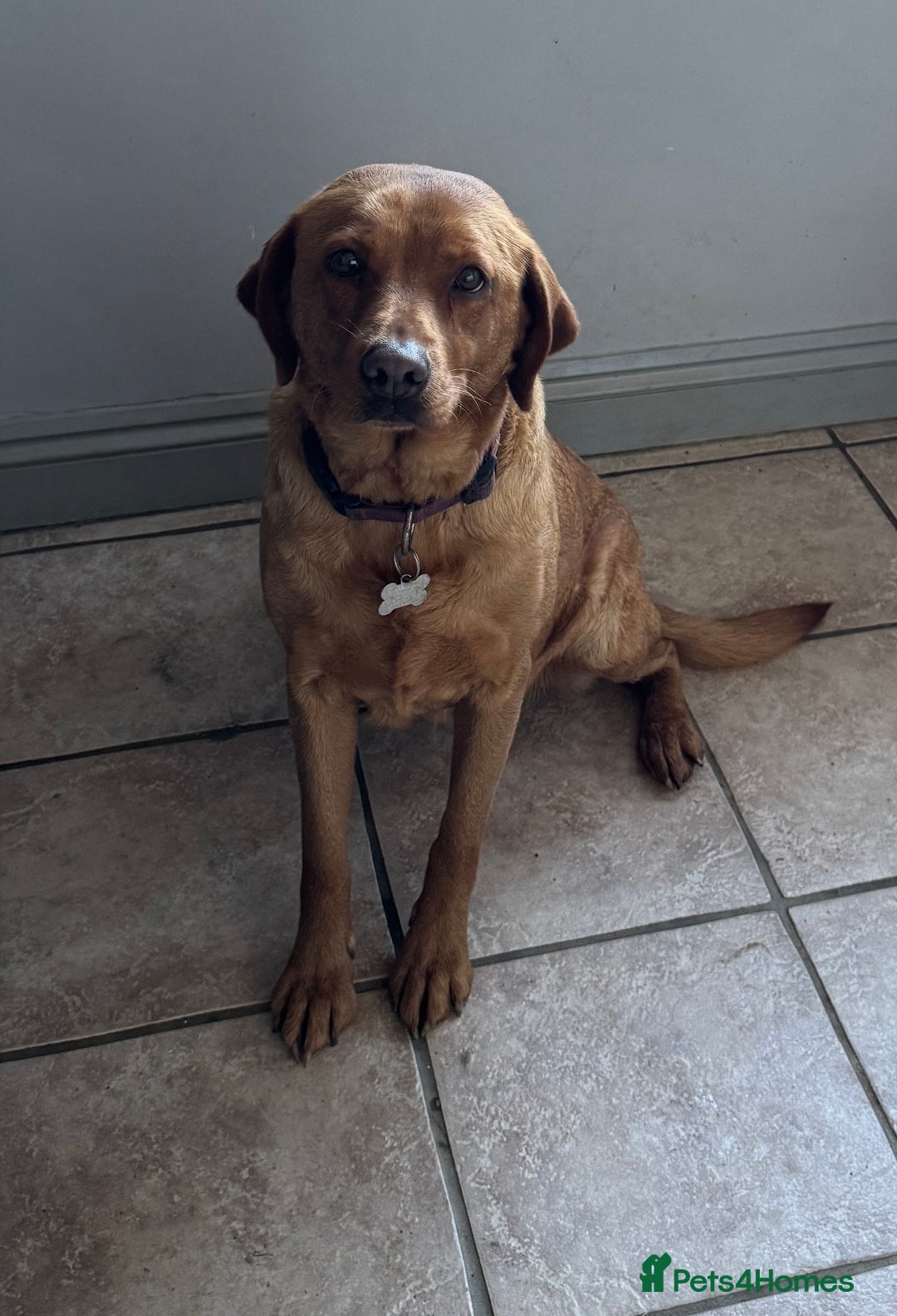 Labrador Retriever dogs for sale: Adult Fox Red Labrador Bitch Very Loving - Advert 3