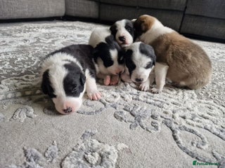 Mixed Breed dogs - Advert 1