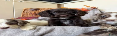 Cocker Spaniel 5