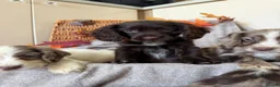 Cocker Spaniel dogs for sale: Cocker Spaniel puppies - Advert 14