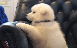 Samoyed dogs for sale: Samoyed puppies looking for the new loving  home - Image 24