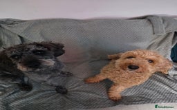 Schnoodle dogs for sale: 3 Stunning F2b Mearle Schnoodle Puppies - Image 23