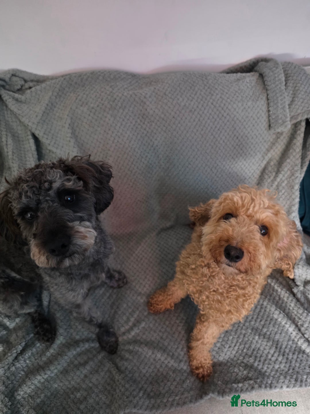 Schnoodle dogs for sale: 3 Stunning F2b Mearle Schnoodle Puppies - Image 23