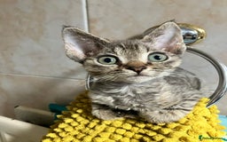 Devon Rex cats for sale: GCCF Registered Pedigree Devon Rex Kittens ❤️ in Leeds - Image 26