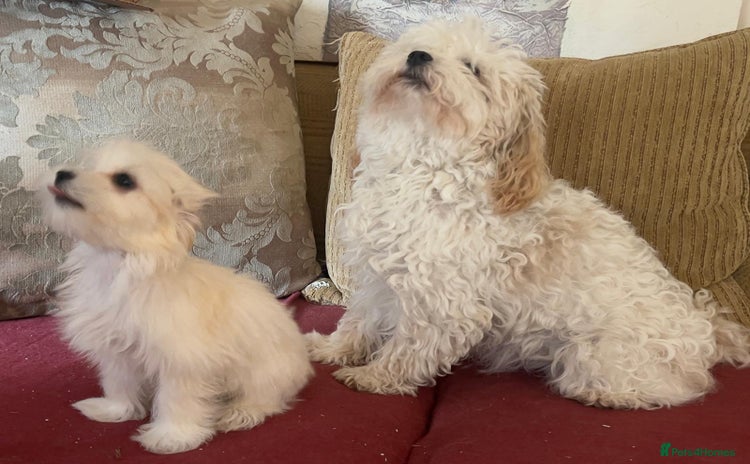 Maltese dogs - Advert 1