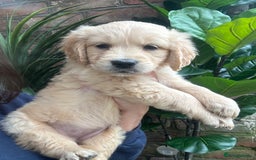 Golden Retriever dogs for sale: Kc registered Golden Retriever puppies available  - Image 9