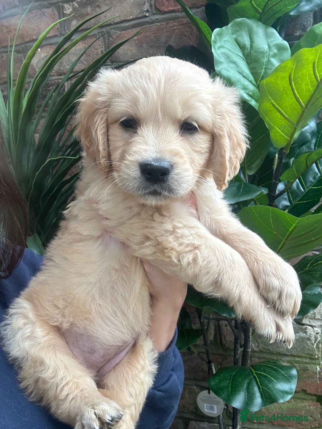 Golden Retriever dogs for sale: Kc registered Golden Retriever puppies available  - Image 9