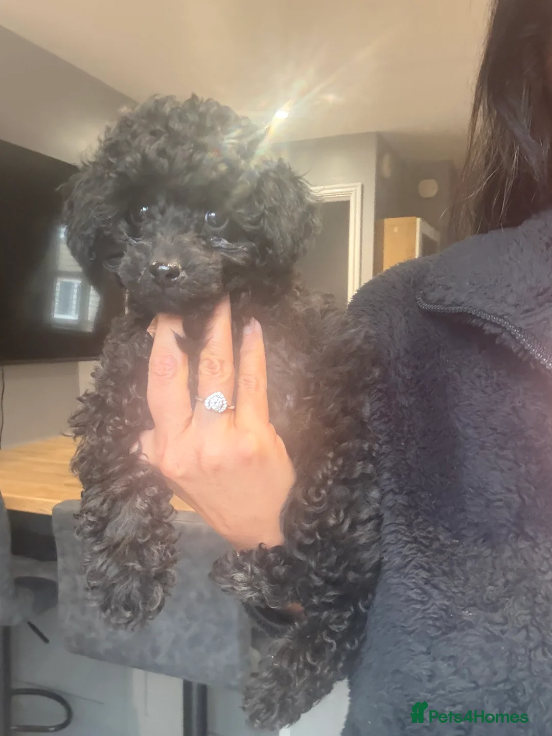 Miniature Poodle dogs for sale: Stunning Kc Poodle Girl 3 Month - Advert 3