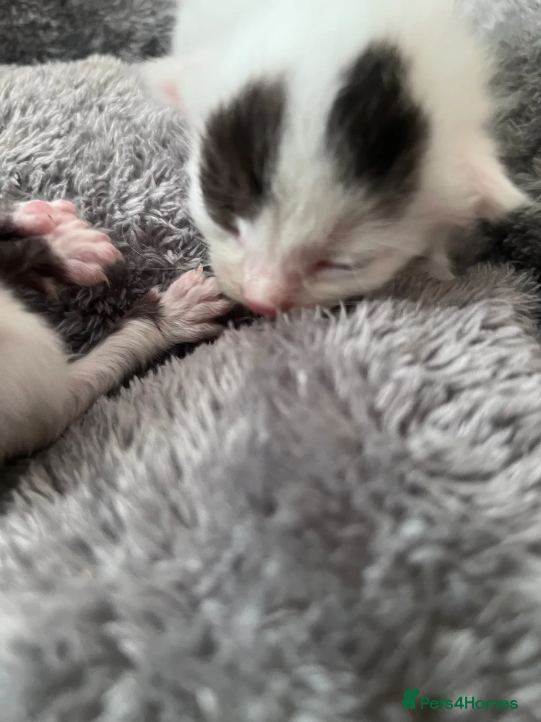 Mixed Breed cats for sale: New baby  in Manchester - Advert 2