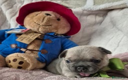 French Bulldog dogs for sale: French Bulldog Puppies - Image 5