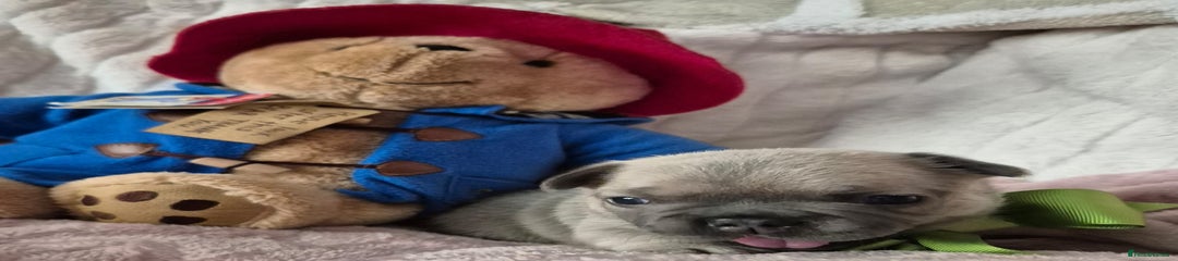 French Bulldog Puppy Boy