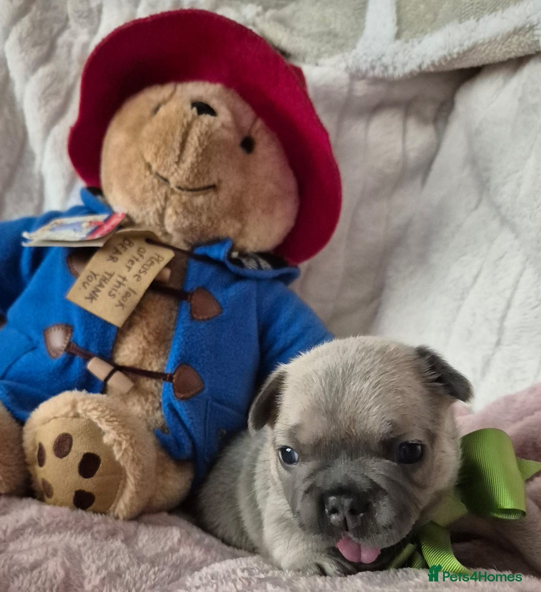 French Bulldog dogs for sale: French Bulldog Puppies - Image 5