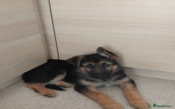 German Shepherd dogs for sale: 7 Beautiful German shepherd puppies 🐶 💜 🩵  - Image 6