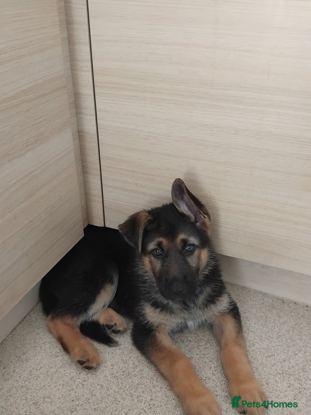 German Shepherd dogs for sale: 7 Beautiful German shepherd puppies 🐶 💜 🩵  - Image 6