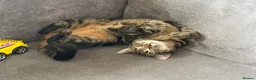 Mixed Breed cats for sale: Posie  - Advert 1
