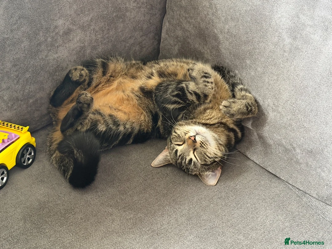 Mixed Breed cats for sale: Posie  - Advert 1
