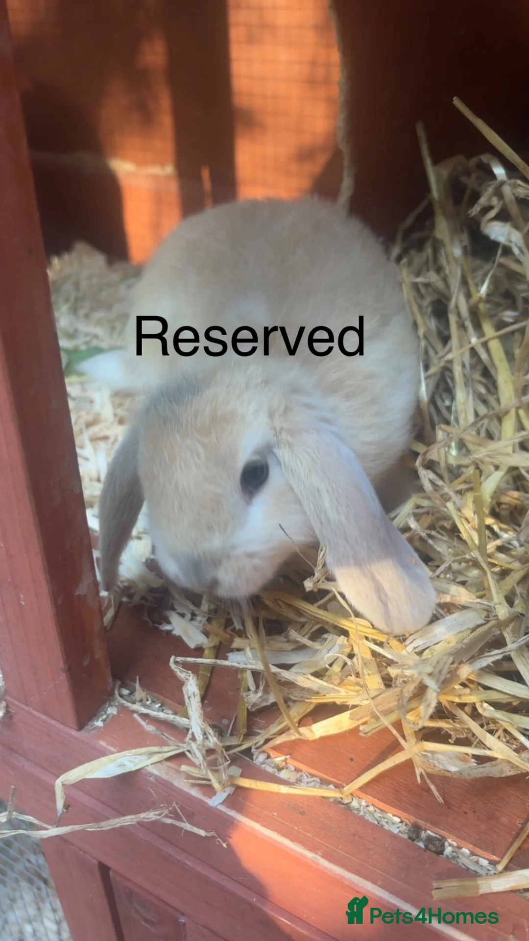 English Lop rabbits for sale: Baby rabbit for sale  - Advert 1