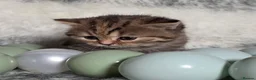 British Shorthair cats for sale: Golden Registered British shorthair kittens  - Advert 10