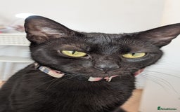 Bombay cats for sale: Mother and daughter black cats for a new home - Image 3