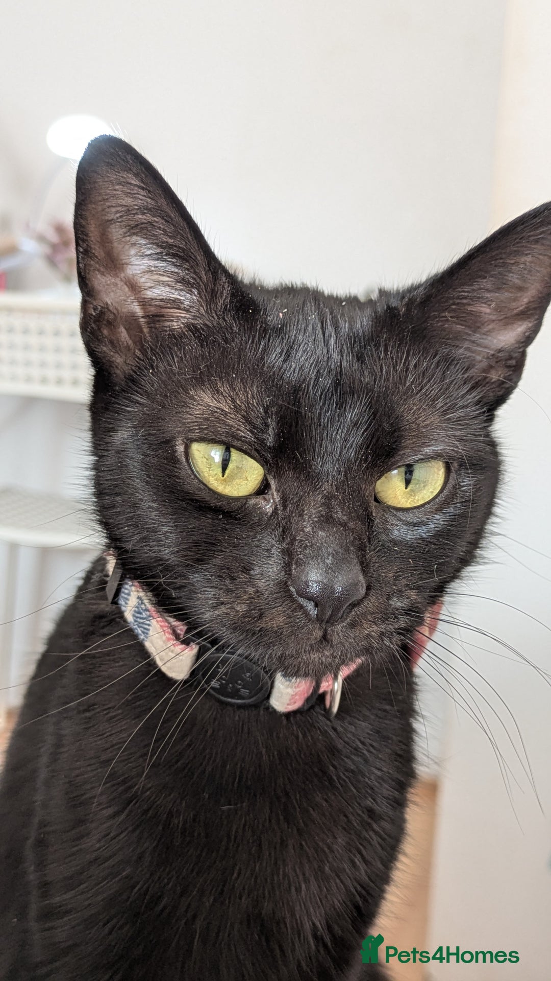 Bombay cats for sale: Mother and daughter black cats for a new home - Image 3