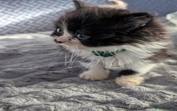 Persian cats for sale: Persian cross - Image 6