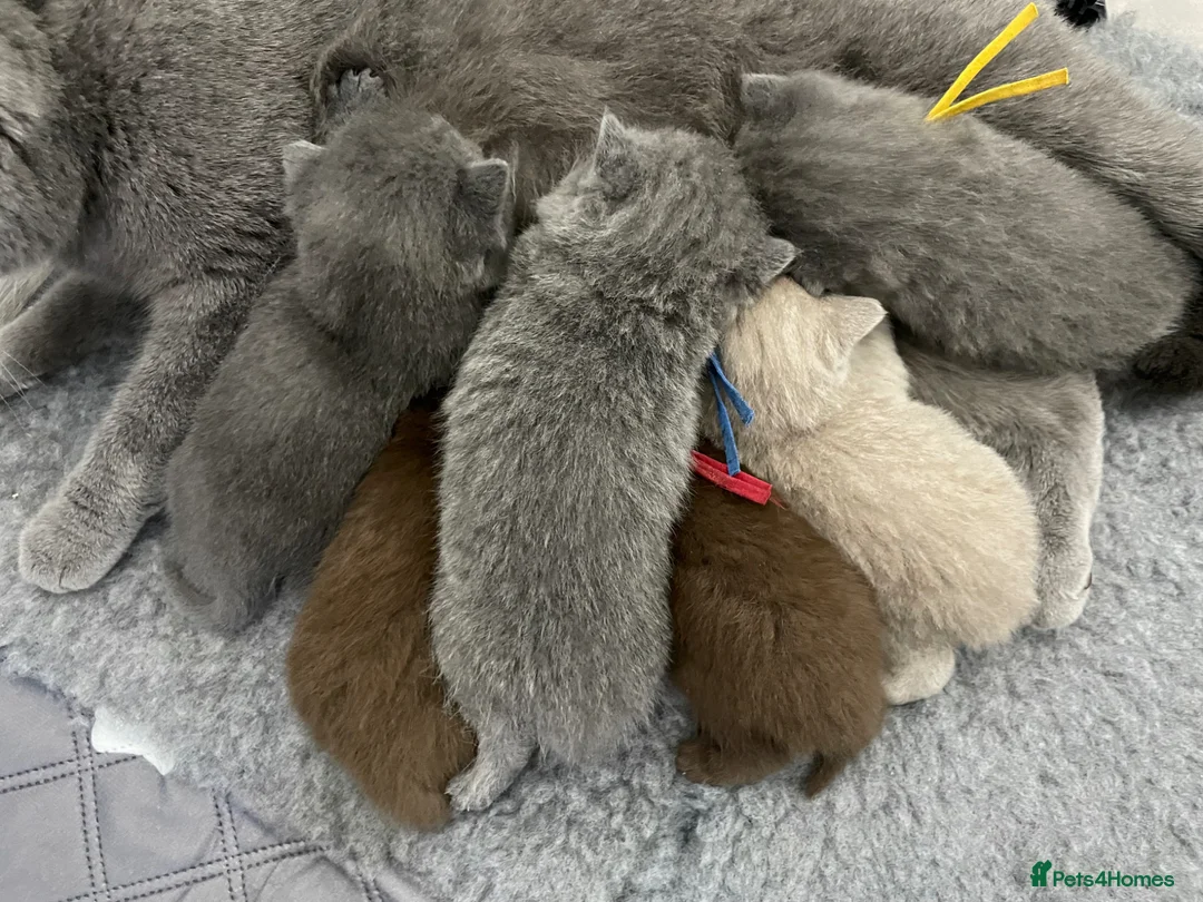 British Shorthair cats for sale: 🔥💗 GCCF CHOCOLATE AND FAWN FEMALE KITTENS  - Advert 2