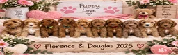 Australian Labradoodle dogs for sale: Multigenerational Australian Labradoodle Puppies - Advert 15