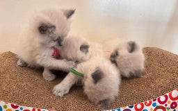 Ragdoll cats for sale: Ragdoll kittens (2 boys and 2 girls)  - Image 9