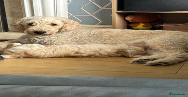 Goldendoodle dogs - Advert 1