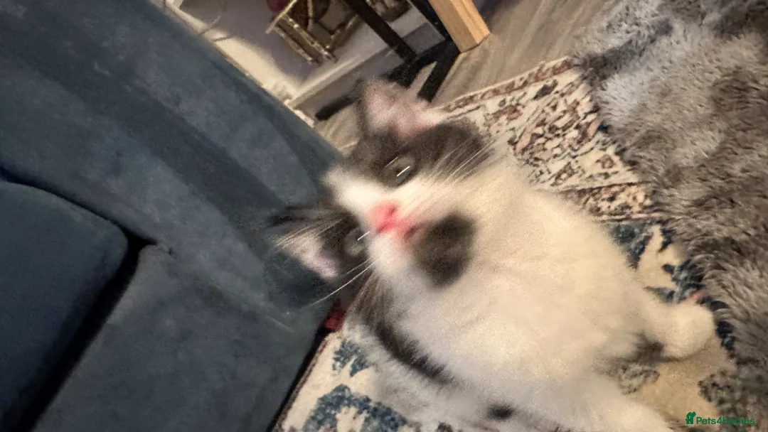 Mixed Breed cats for sale: REDUCED beautiful litter off kittens - Advert 22