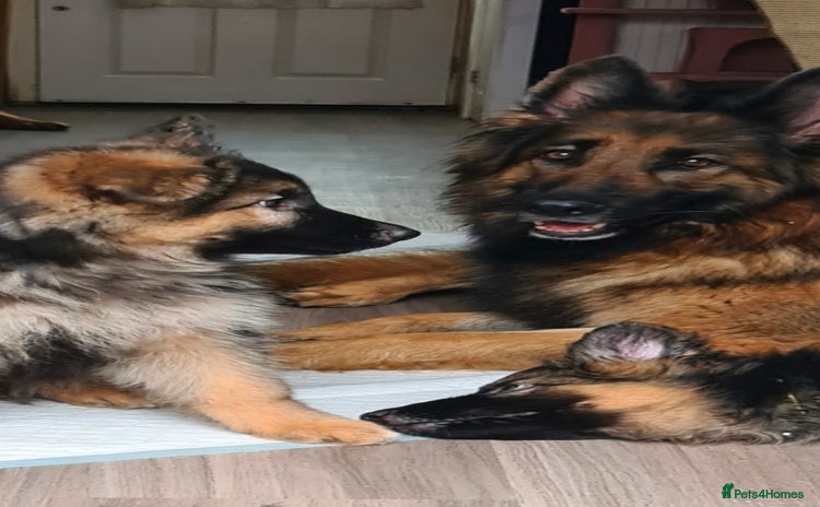 German Shepherd dogs - Advert 1
