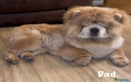 Chow Chow dogs for sale: 🌟Quality Chow Chow Puppies-ChampionLines🌟 - Image 29