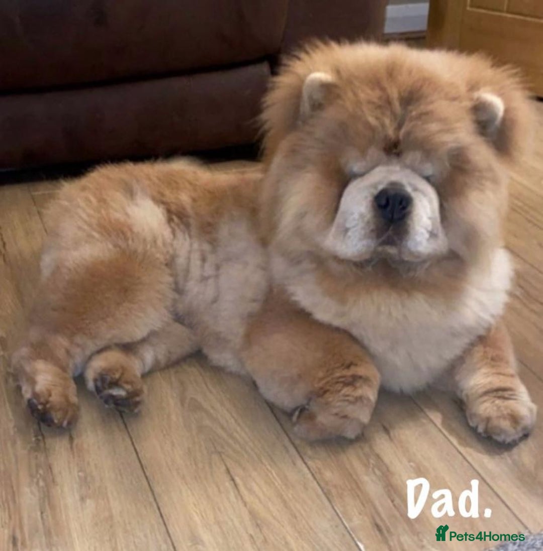 Chow Chow dogs for sale: 🌟Quality Chow Chow Puppies-ChampionLines🌟 - Image 29