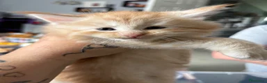 Maine Coon 1