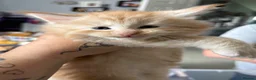 Maine Coon cats for sale: Gorgeous Ben & Jerry Maincoon boys  - Advert 5