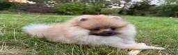 Pomeranian dogs for sale:  Teddy Bear Pomeranian Puppies - Advert 2