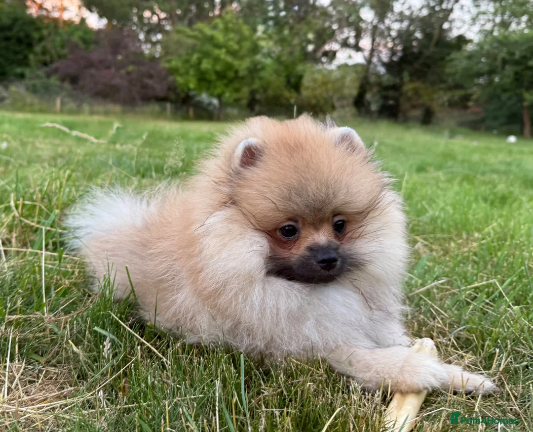 Pomeranian dogs for sale:  Teddy Bear Pomeranian Puppies - Advert 2