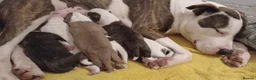 Mixed Breed dogs for sale: Mother and father are family pets  - Advert 10